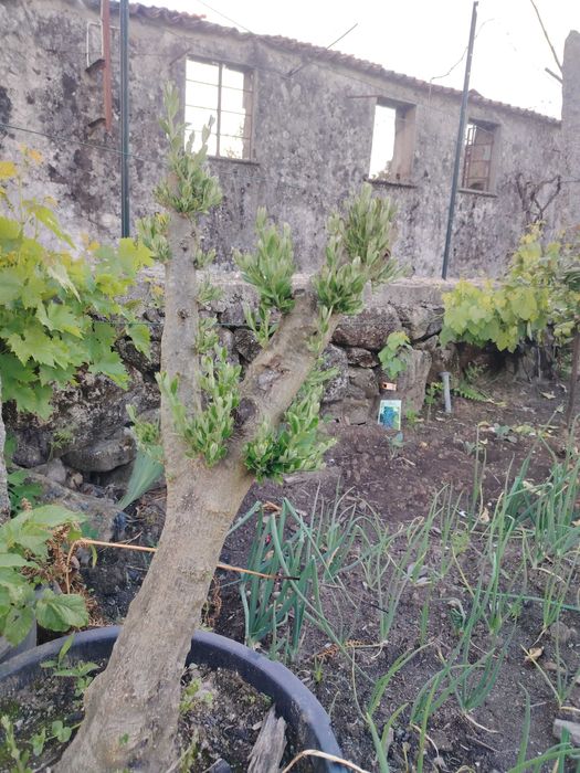 Oliveiras para jardim