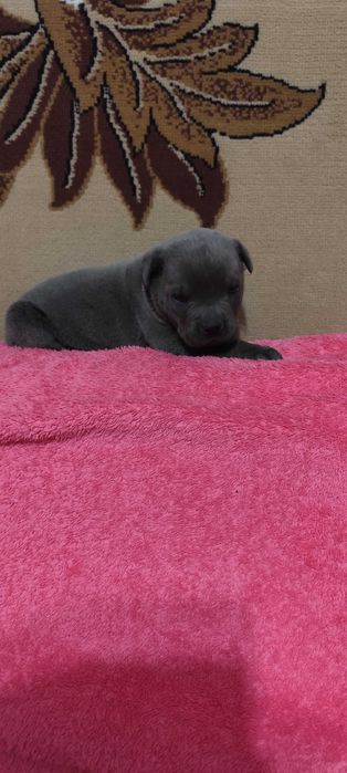 Кане Корсо голубого окраса с документами. Чистокровные, за пол цены.