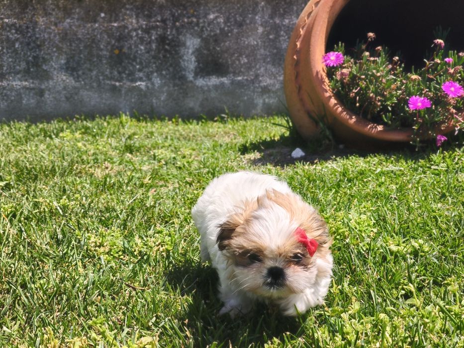 Shih-tzu linda fêmea
