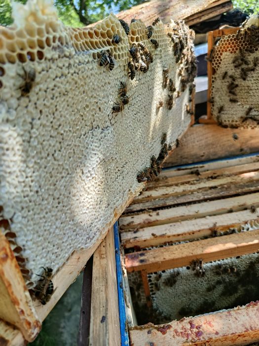 Продам бджолопакети карпатських бджіл.