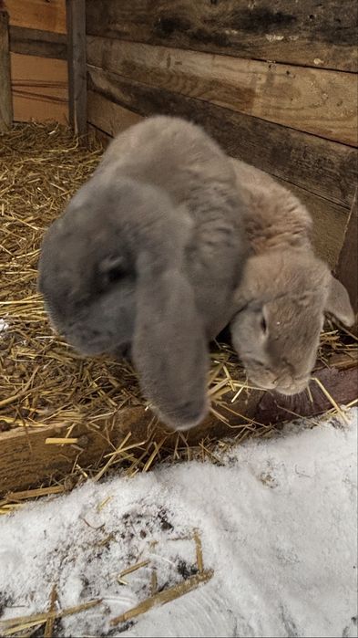 Króliki Baranki Francuskie Samiczki