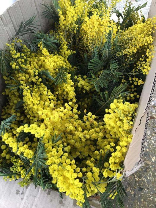 Мімоза грузинська, квіти мімози. Оптом