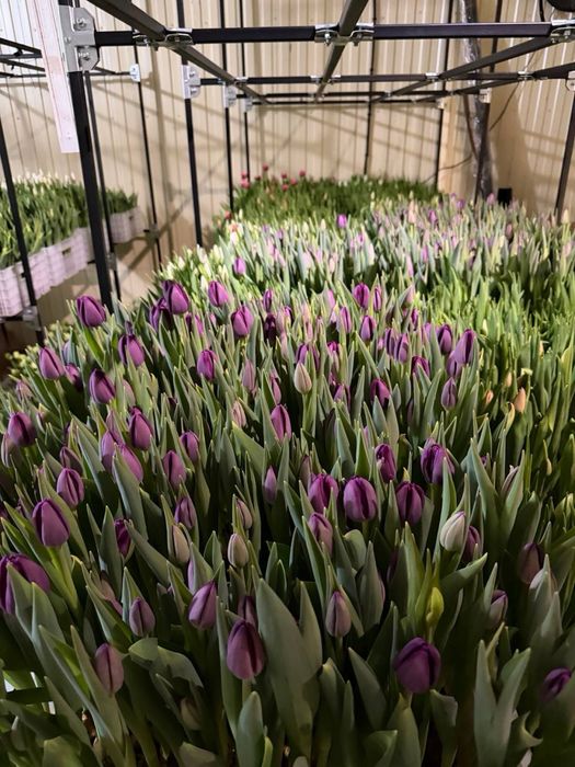 Тюльпани до 8 березня опт, український та голландський тюльпан