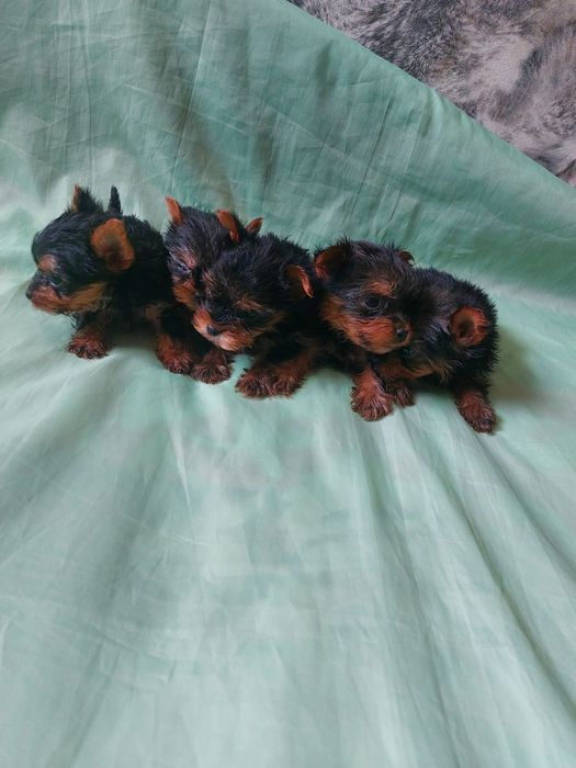 Йоркширский терьер !