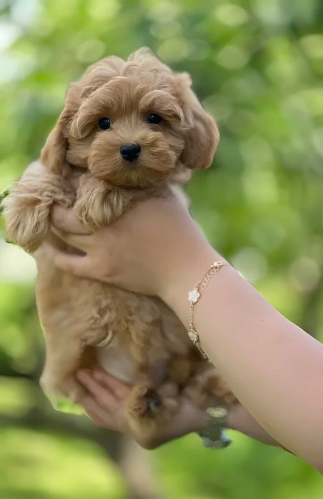 Маленький собака, який змінює життя. Знайомтеся — мальтіпу!