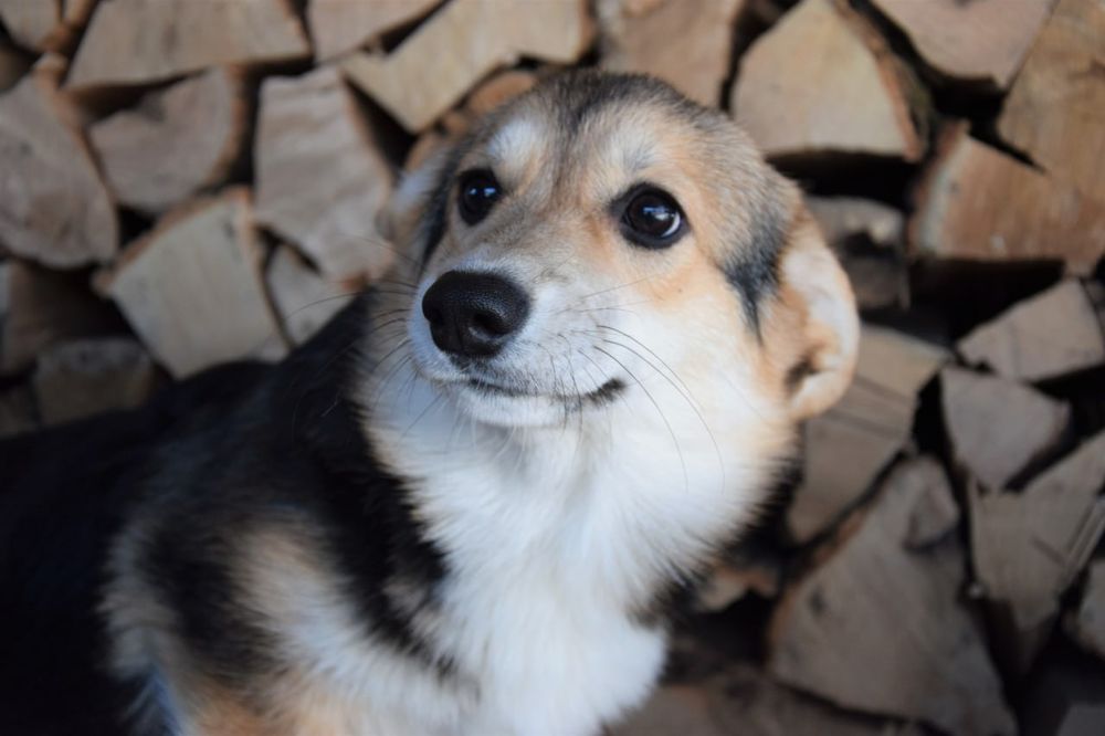 Цуценята Вельш Коргі Пемброк