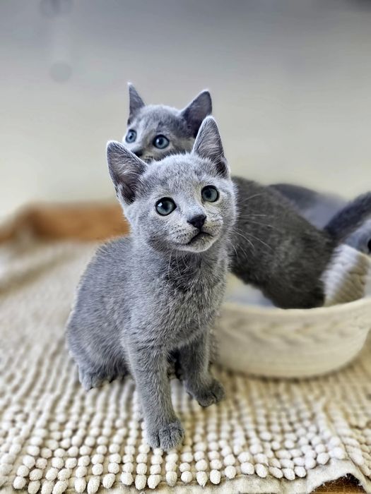 Kotek Rosyjski Niebieski WCF