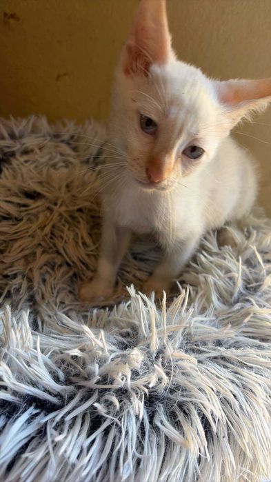 Paty - Para Adopção Responsável