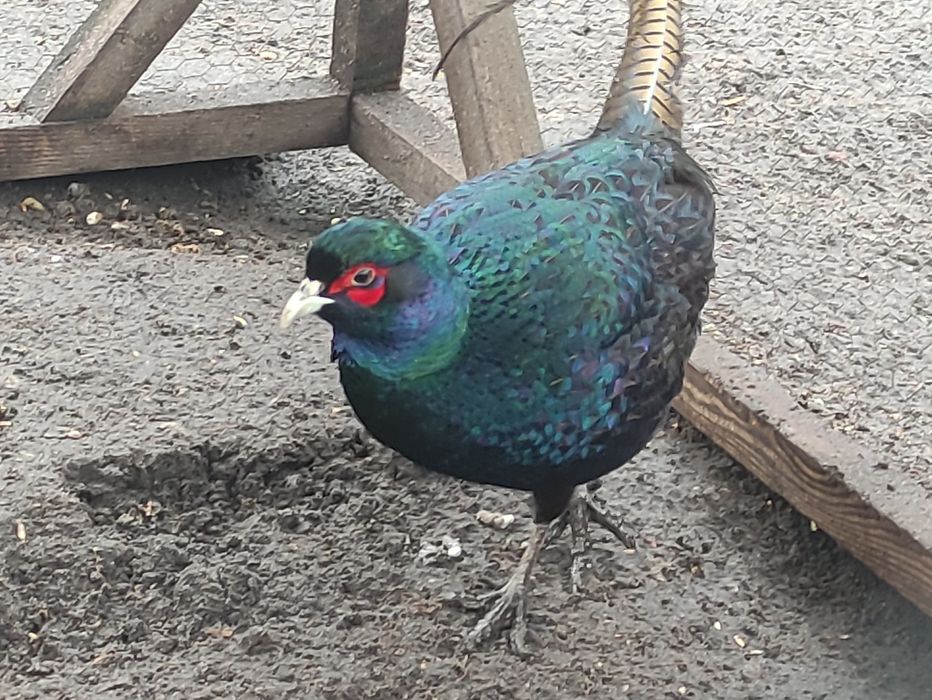 Bażant melanistyczny samiec kogut