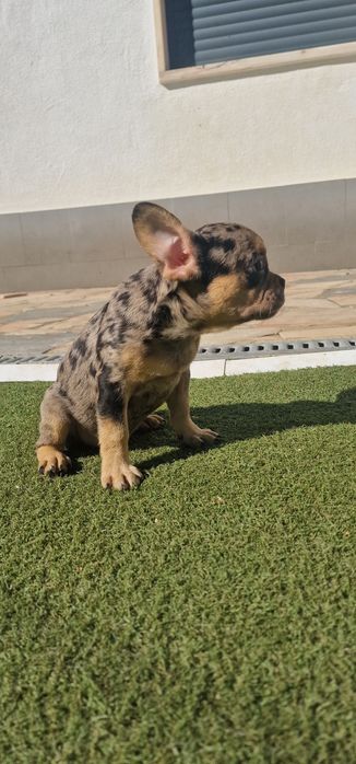 Menino bulldog frances merle tan