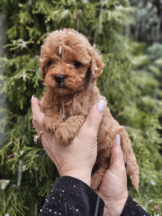 Мальчик и девочки мальтипу