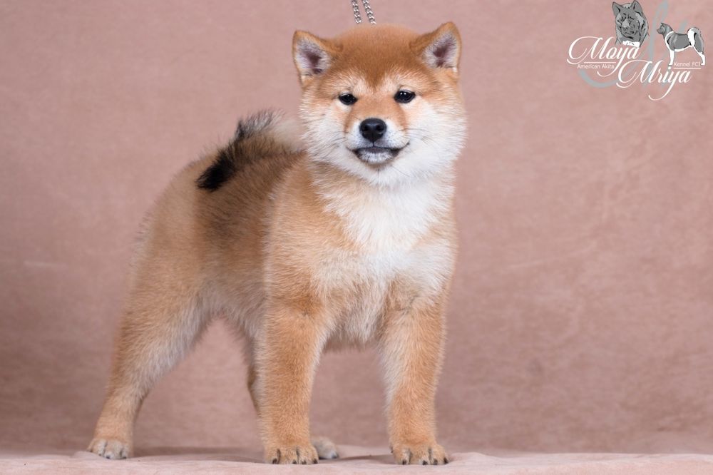 Шиба-іну / шиба ину / shiba