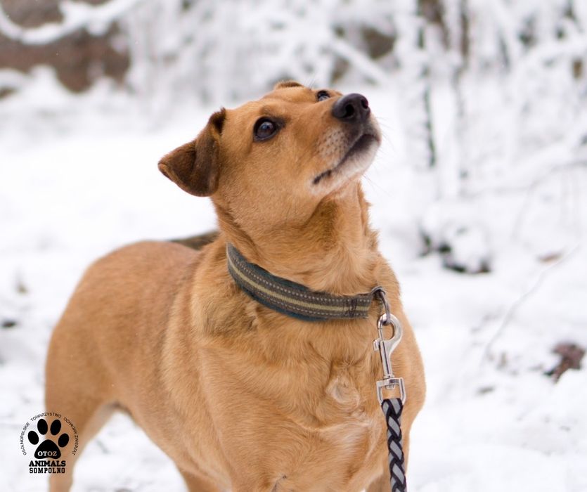 9 letnia Dolly szuka domu!