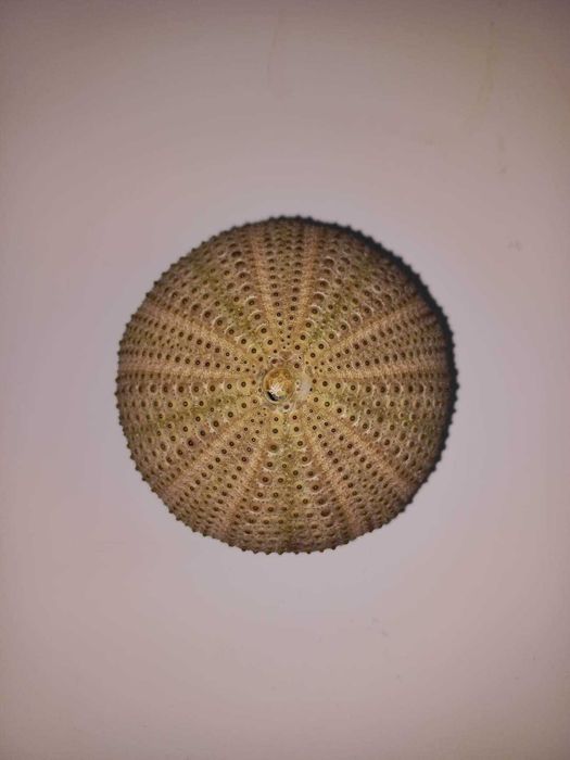 Ouriços do Mar dos Açores