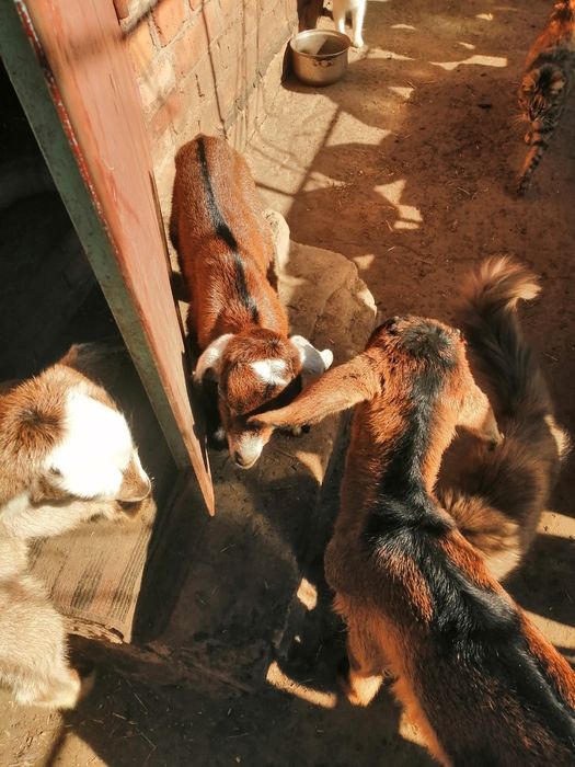 Англо-Нубийские козлята