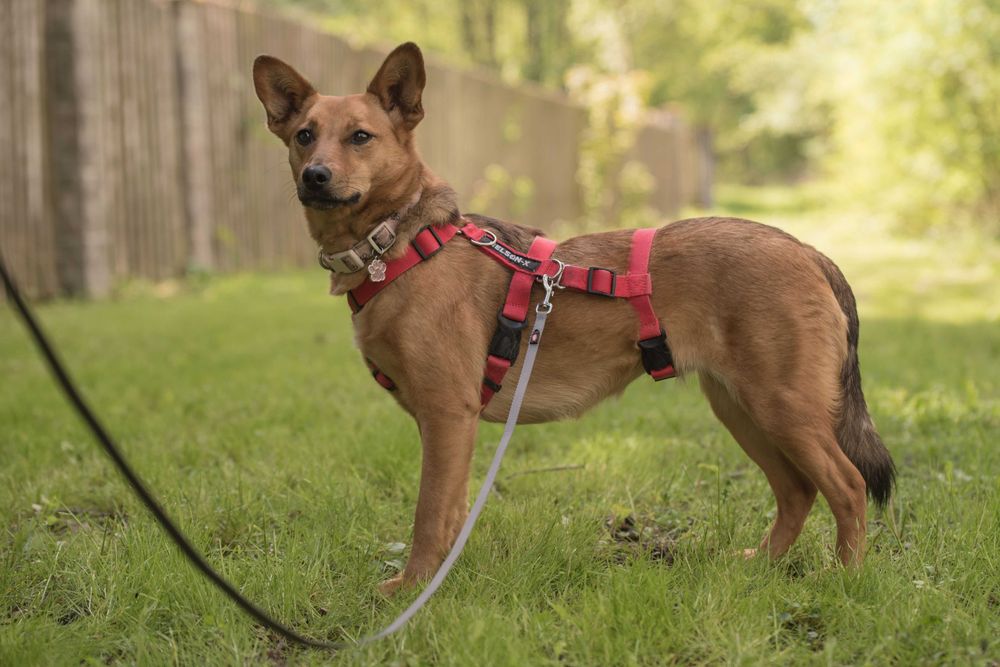 ANIDA - młoda ruda sunia