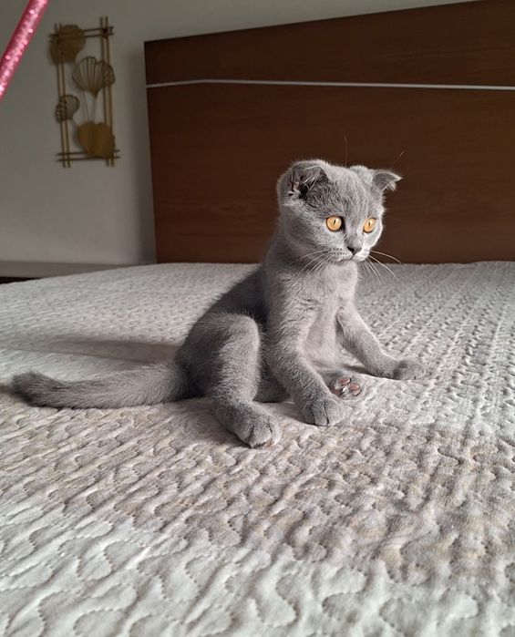 scottish fold fêmea blue