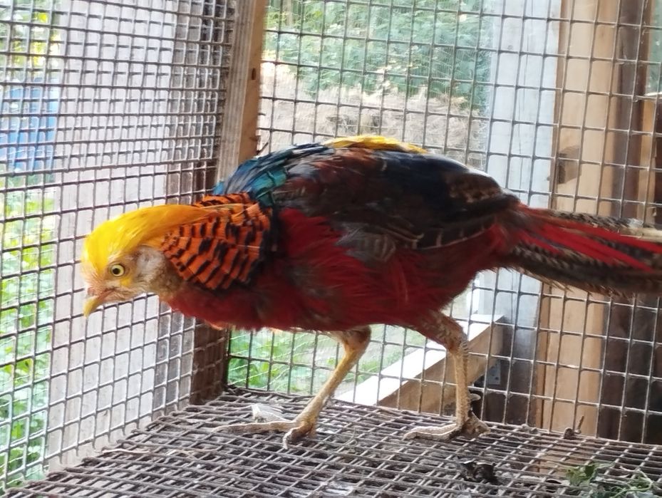 Фазан золотий самець