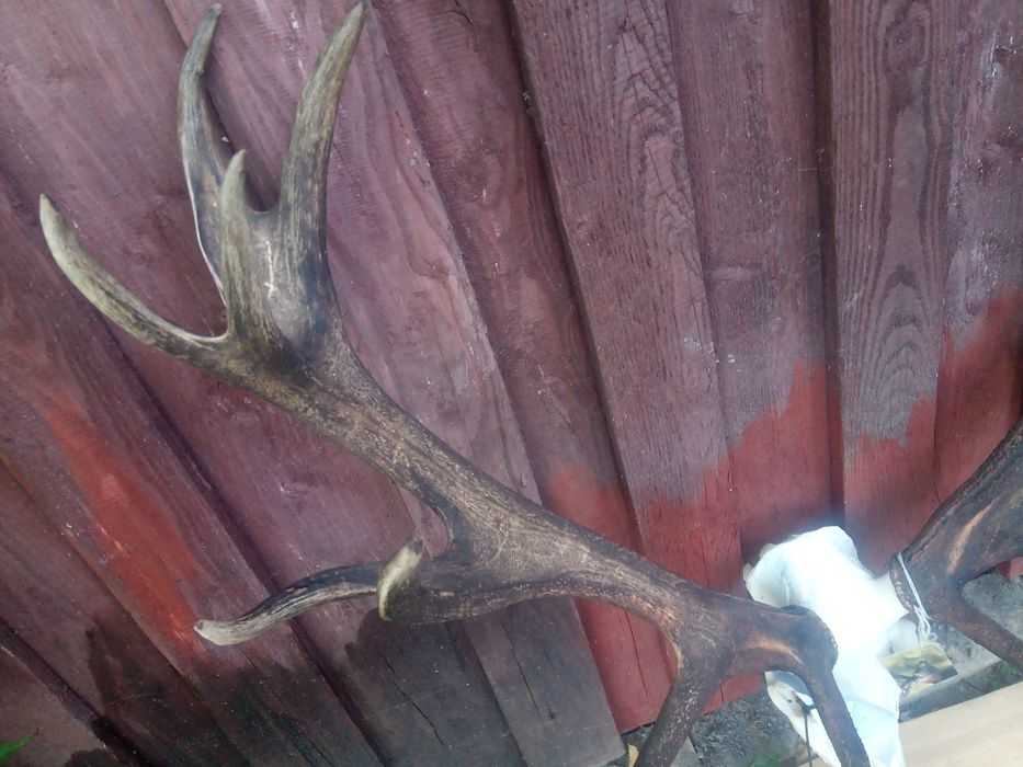 Poroże rogi byk jeleń piękny medalowy wieniec