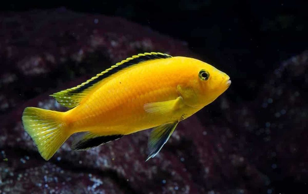 Caeruleus Yellow Lab