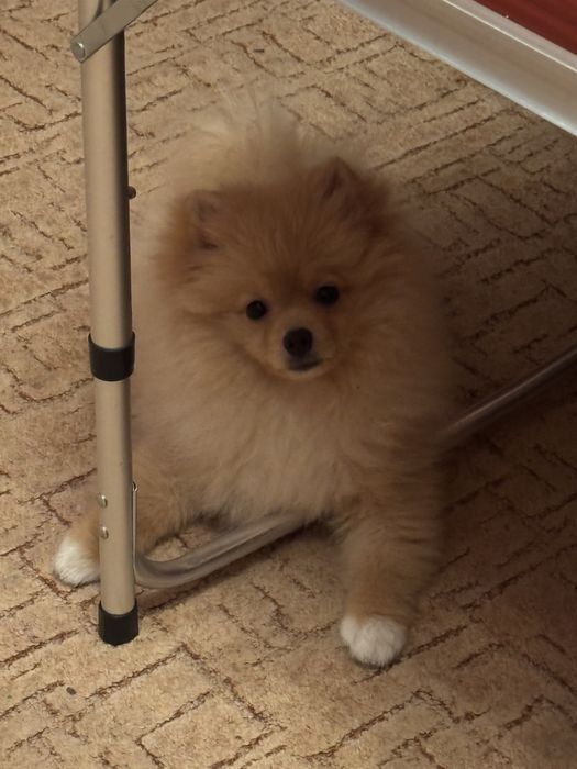 Померанський шпіц хлопчик