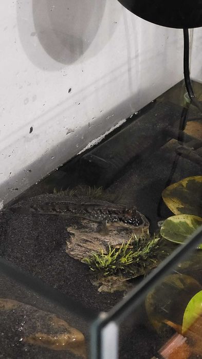 Peixe Mudskipper