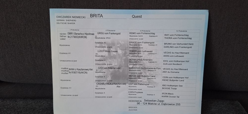 Owczarek Niemiecki Długowłosy Szczenię Rezerwacja!