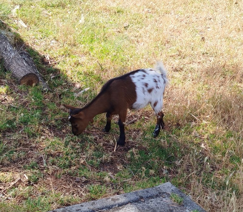 Cabras anãs, 4 meses