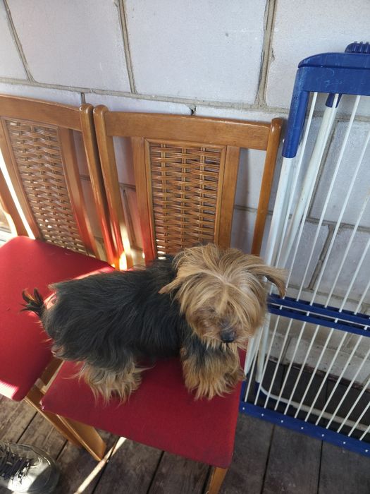 Piesek yorkshire terrier