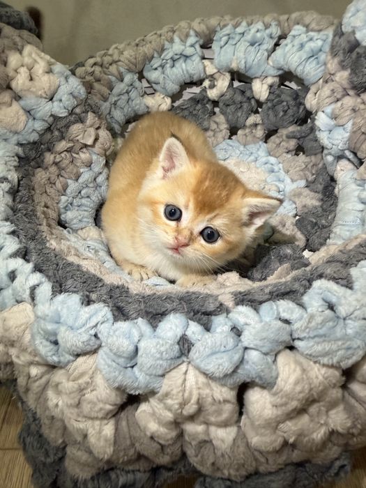 Продам котят Золотая Шиншилла