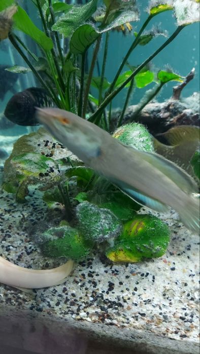 ryby egzotyczne Wężogłów ,wielopłetwiec tilapia zebra itp