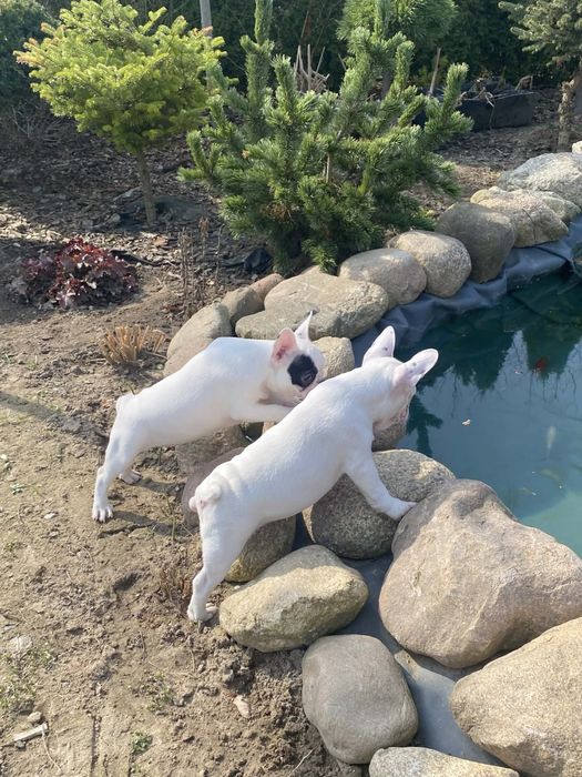 Buldog Francuski, suczka, biała