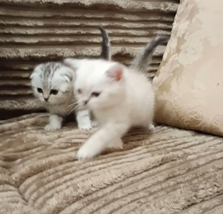 Хлопчик страйт шиншила