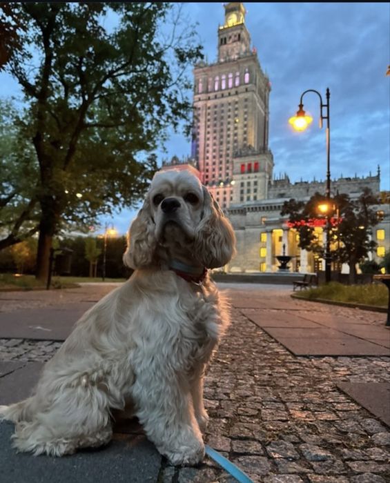 Вʼязка кокер спаніель американський (хлопчик)