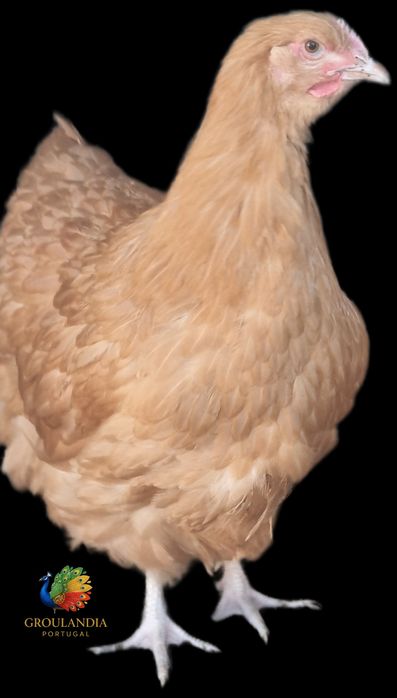 Brahma e Orpington