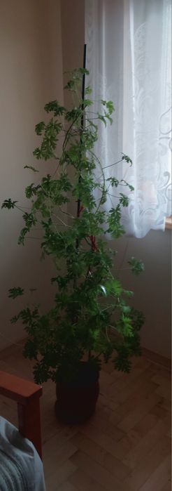 Geranium - kwiat 140 cm