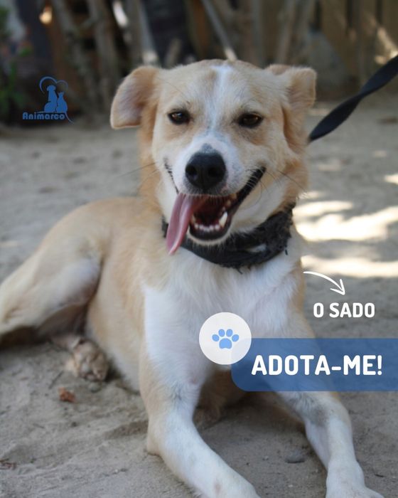 Sado cao jovem porte médio