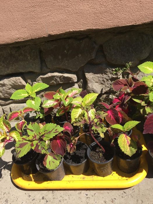 Комнатные растения