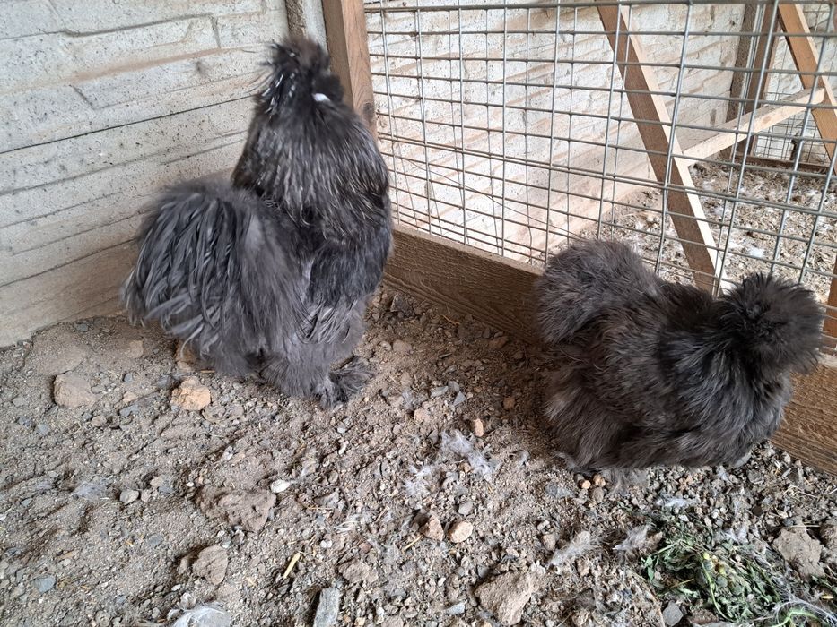 Silki USA kogut jedwabisty