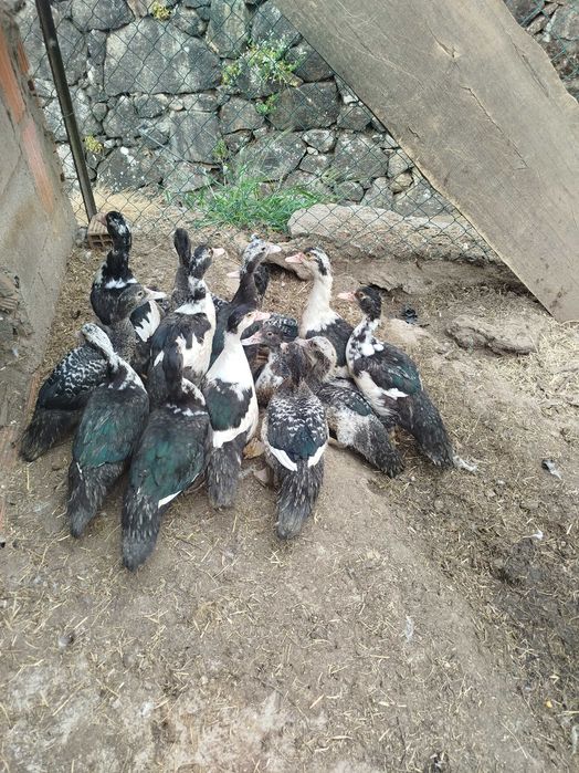 Patos mudos para venda ou troca