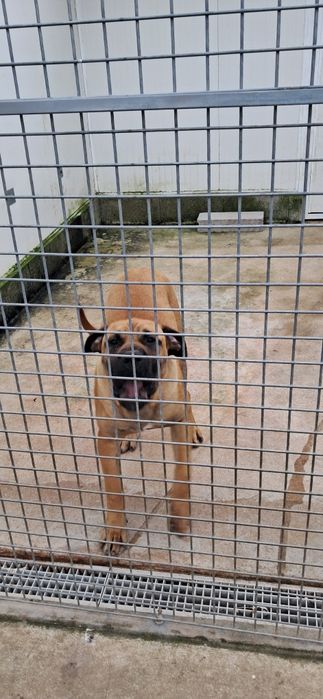 Cachorro Presa Canário