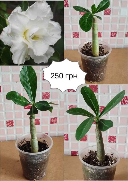 Адениум махровый привитый