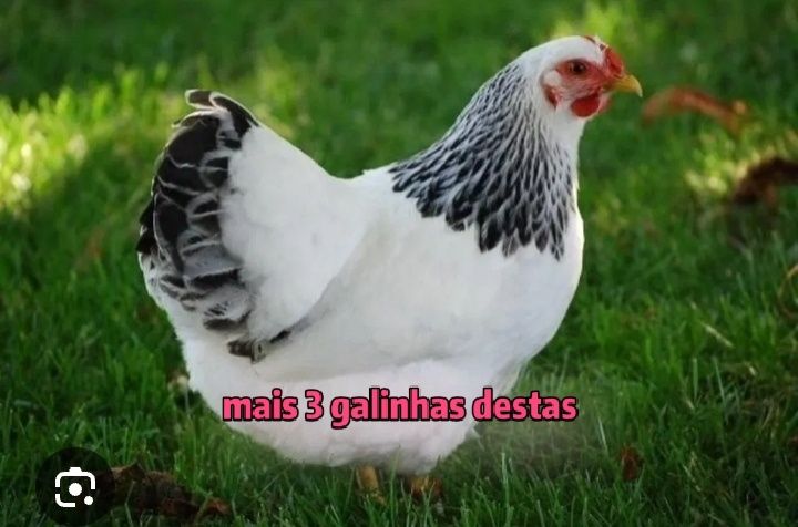 Galinhas boas tudo junto