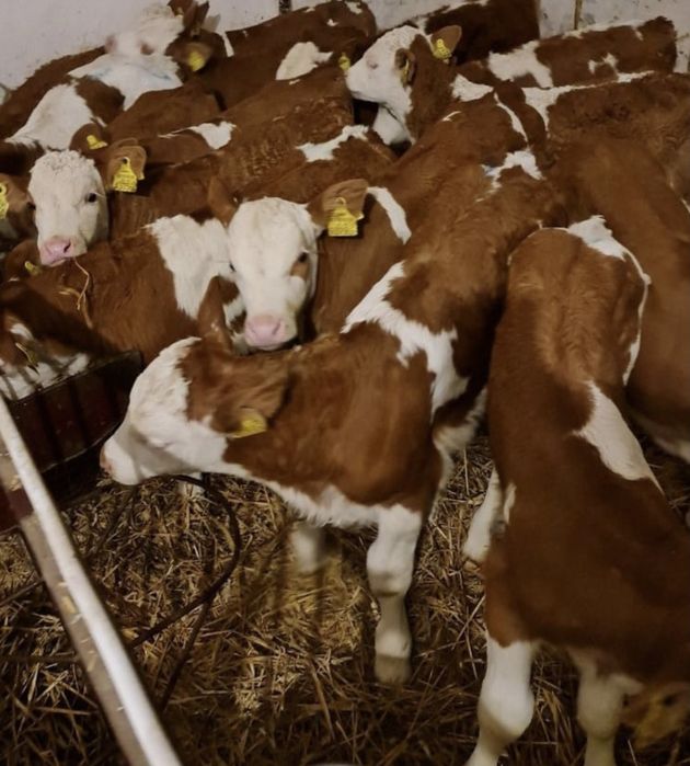 Byczki simentale od miesiaca