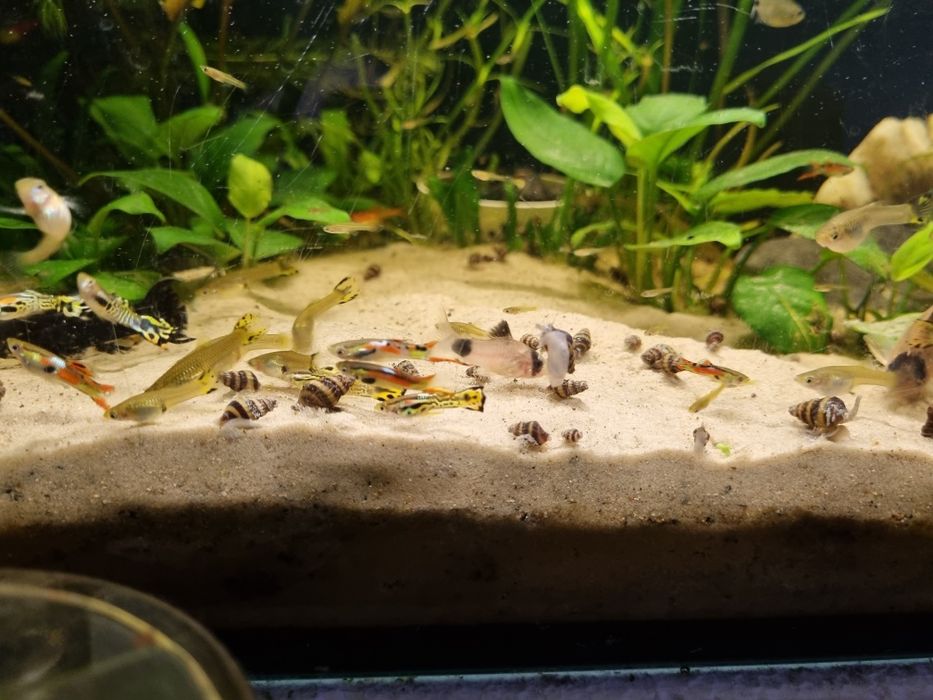 Ślimak Helenka pogromca niechcianych ślimaków w akwarium