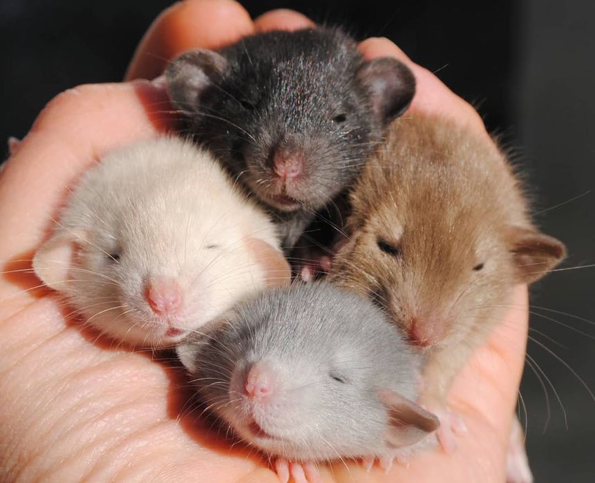 Крысенок дамбо. Пацючок. Щур. Крысята. Рекс