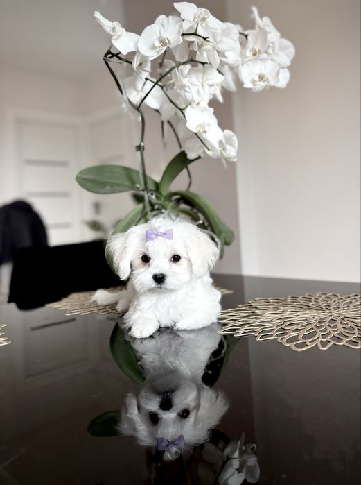 Maltańczyk Cudna SUCZKA MINI Rodowód Chip Umowa Gotowa do odbioru