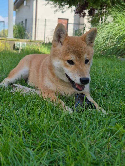 Shiba piękna czerwona suczka