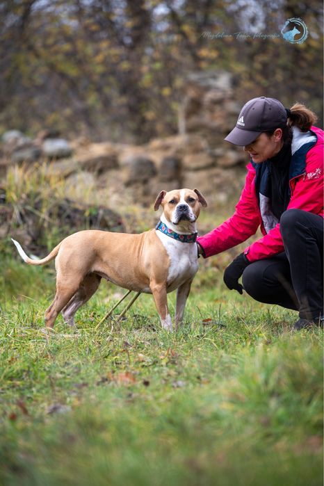 Amstaff dla miłośników rasy. Mądra, ułożona i wysportowana suczka.