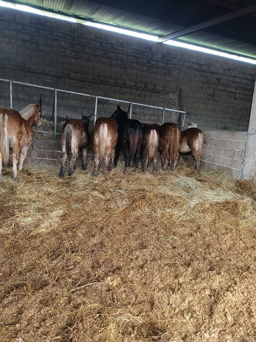 Poldros de raça bretão